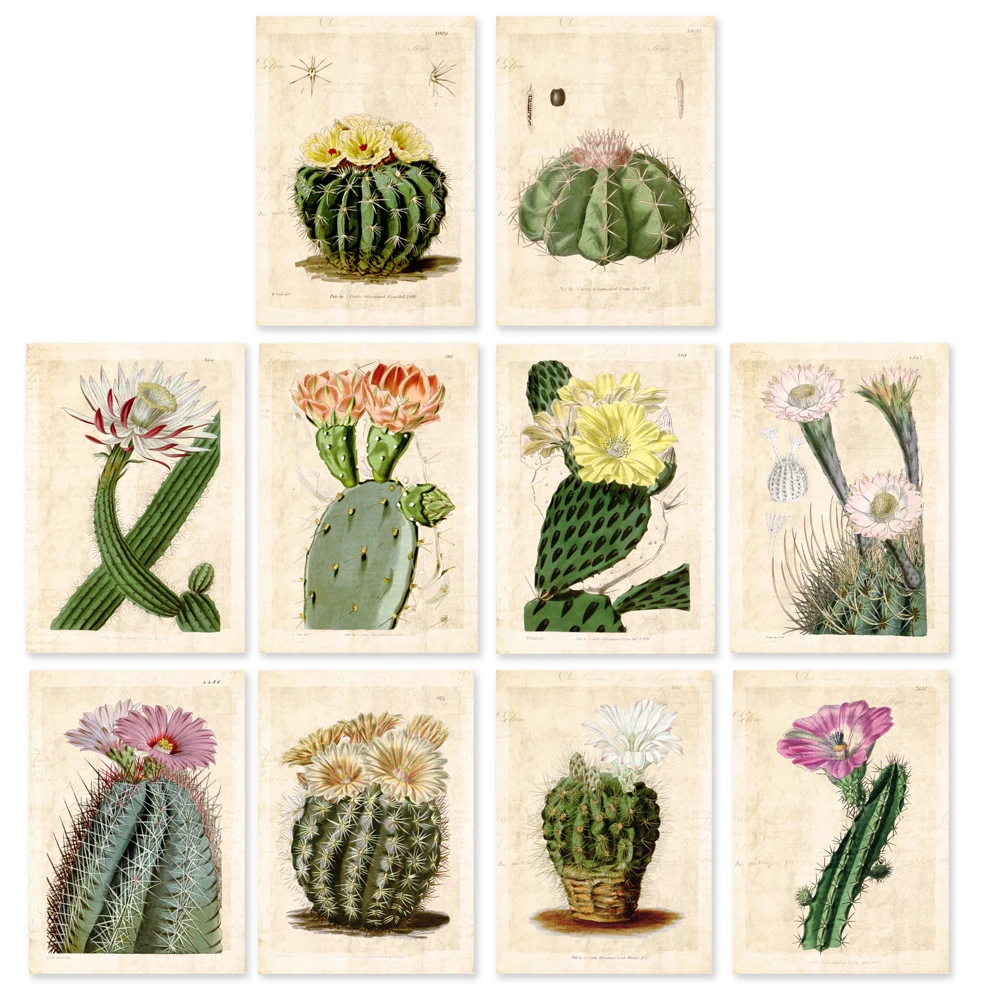 Cactus De 10 S2 Vintage Curtis Ilustracion De Cactus Botanico Casa