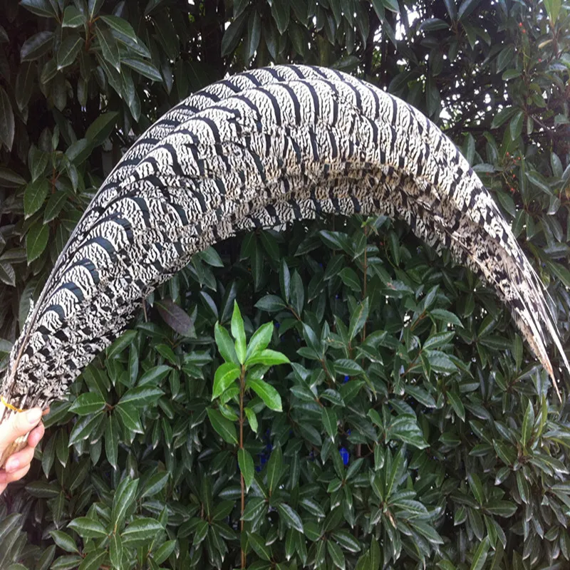 80-90 cm Lady Amherst Pheasant feather decoration 10-100 PCS 32-36 inch