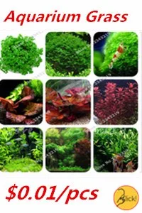 Aquarium Grass