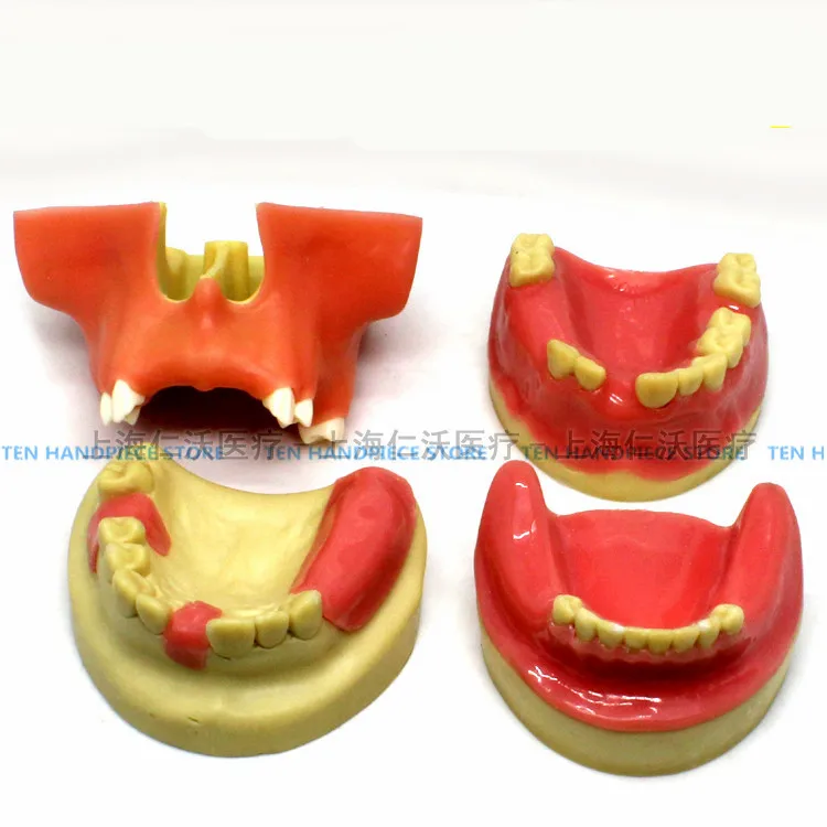 Хорошее качество зубной имплантат тренировочная модель оральный имплантат тренировочная модель максиллярная синусовая гимнастика