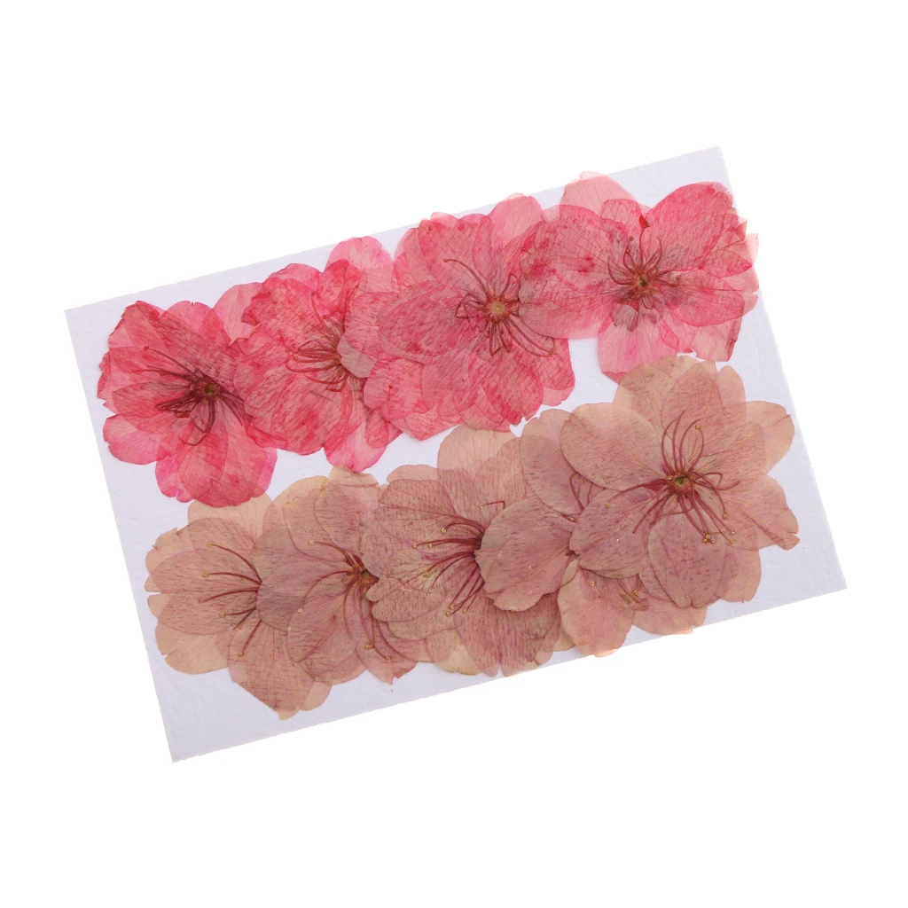 10 Pieces Beautiful Pressed Dried Sakura Flowers Cherry Blossom for Scrapbooking