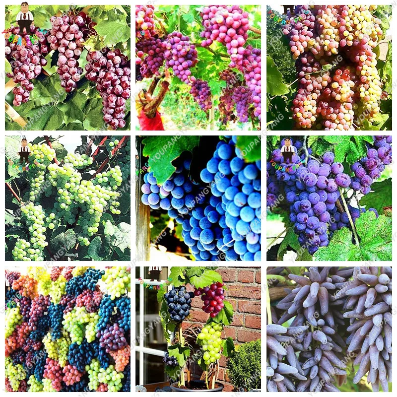 

50 pcs/bag grape bonsai Miniature Grape Vine bonsai Organic fruit bonsai Succulent plants sweet food easy to grow plant for gard