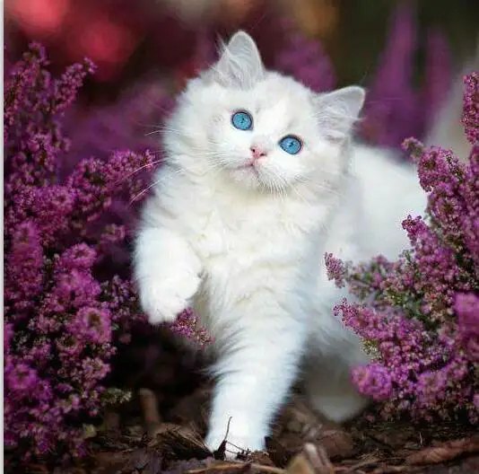 Unduh 4800 Gambar Hewan Kucing  