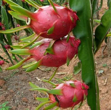 Resultado de imagen para fruta pitahaya