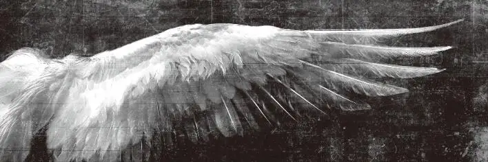 Fallen Angel Wings Tumblr