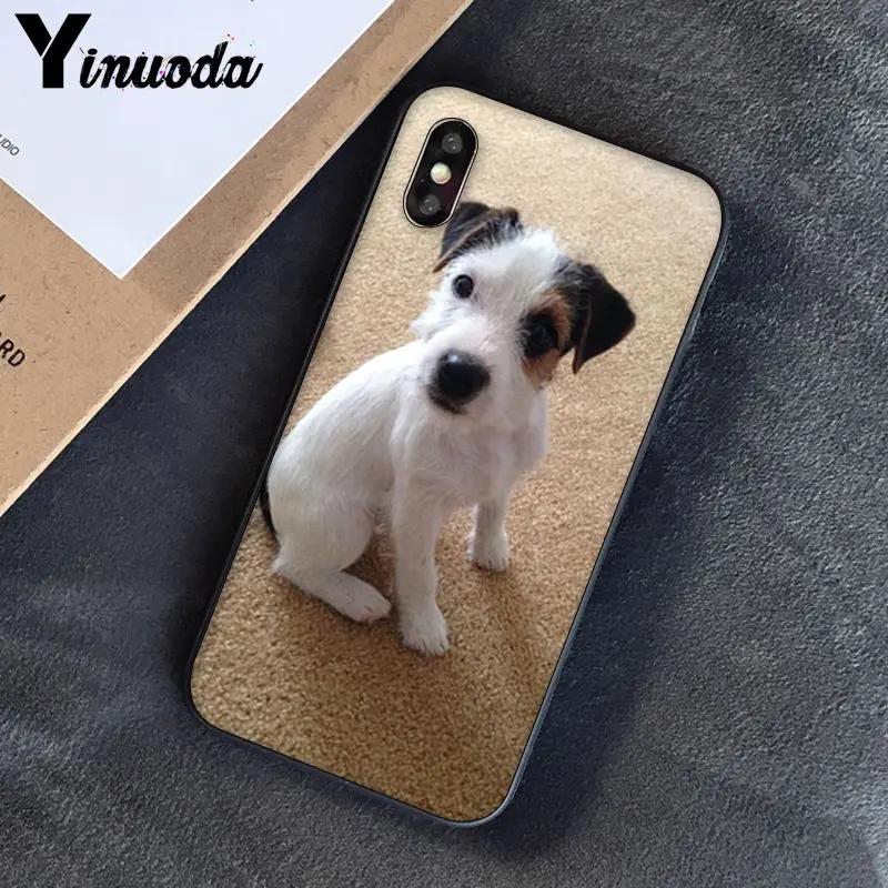 Jack Russell Terrier Dog