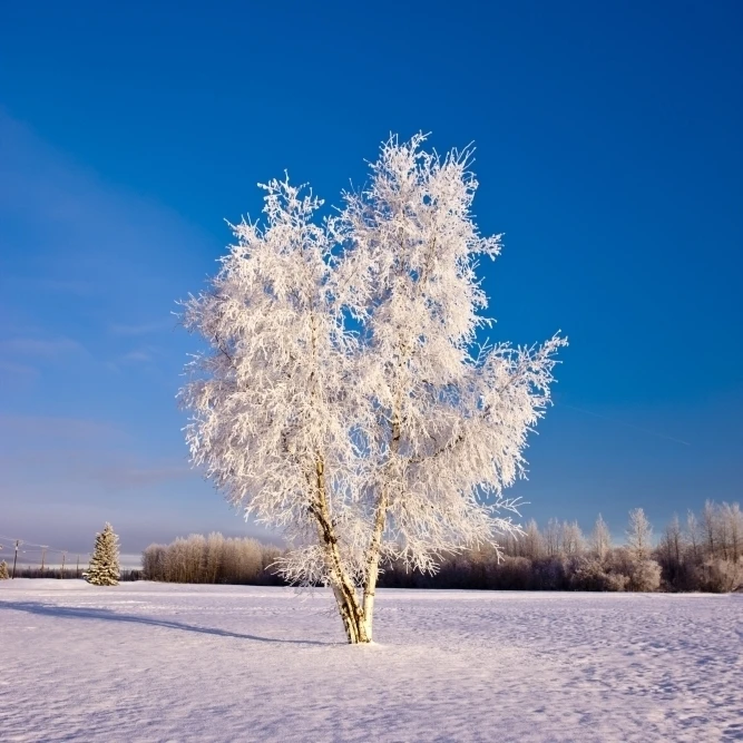 Hoarfrost Covered Birch Tree  Winter  Interior Alaska Poster Print (24 x 36)
