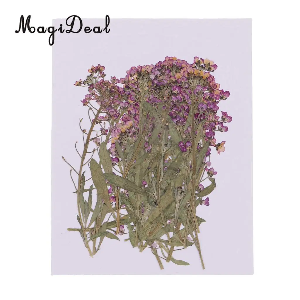 MagiDeal 20Pcs Pressed Alyssum Real Dried Flower Scrapbooking Making Accessories for DIY Necklace Pendants Charms Resin Casting