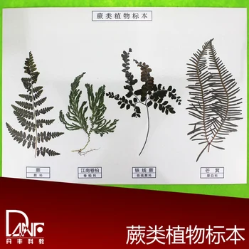 

4 kinds of Fern sulphate specimens school education science teaching instruments