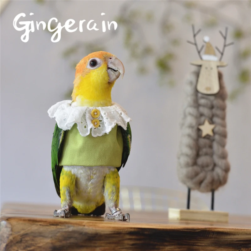 Gingerain pájaro ropa loro ropa poco de limón original hecho a personalizado ropa con capucha suéter poco de limón - Hogar jardín