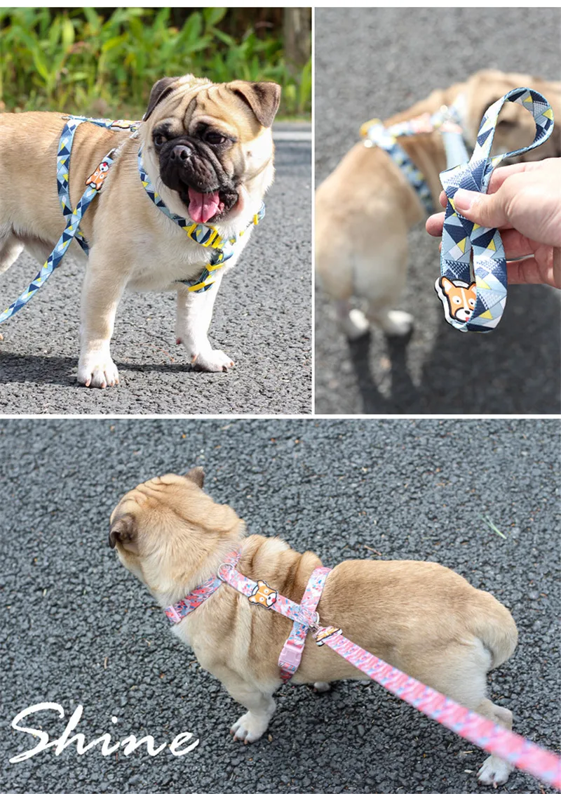 Dog Collars  (21)
