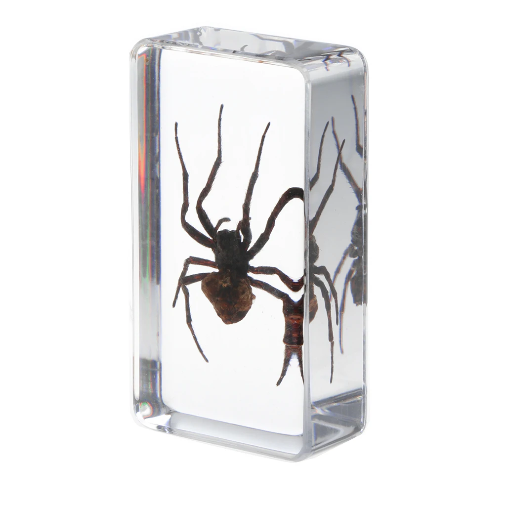Insect Specimen Paperweight Collection Gift - Deinopidae