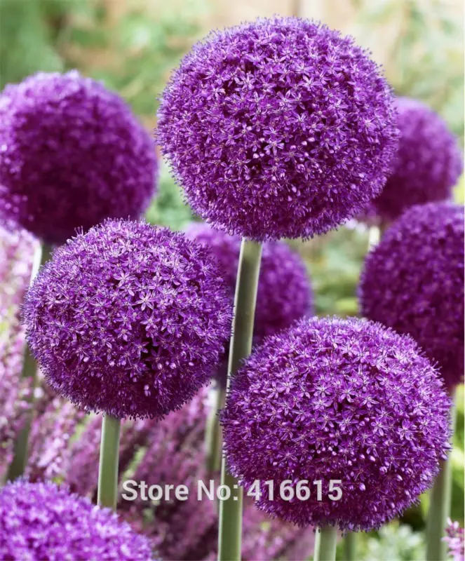 Por Exotic Purple Flowers Lots Flowering Onion Seeds Allium Ambador Exotic Flowers Purple Giant Pompon Garden Plant