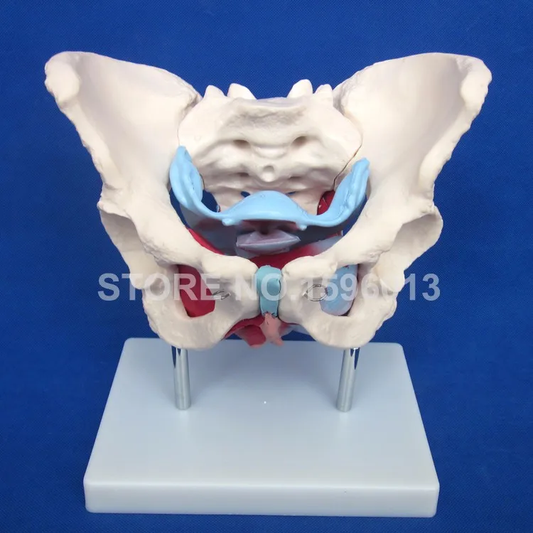 125 female pelvis (1)