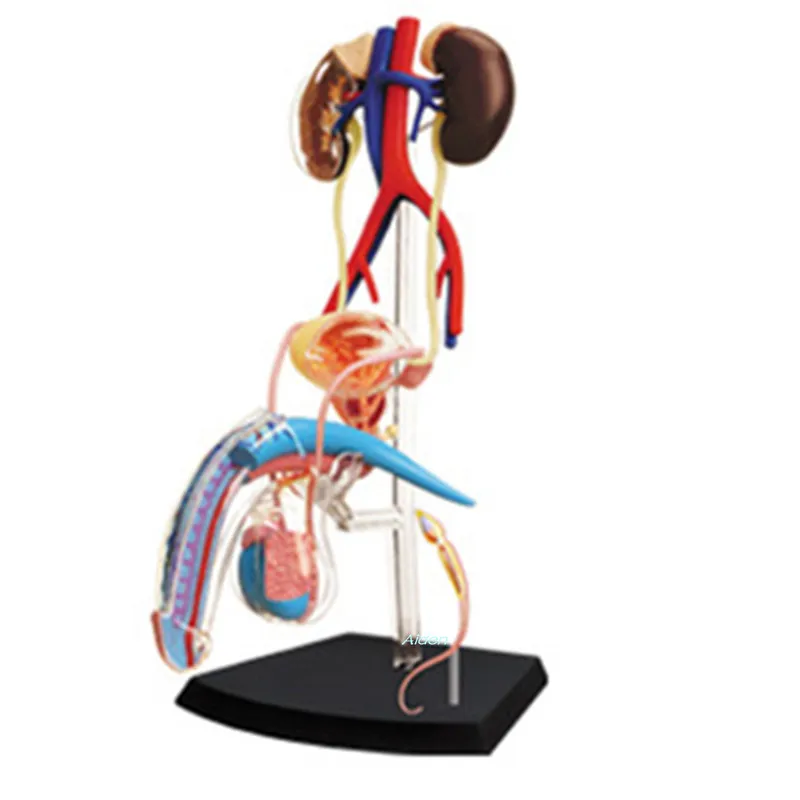 

4D XXRAY BRIAN Anatomy Of The Reproductive System BFF Street Art Original Fake Plastic Action Figure Toy BOX 25CM Z1500