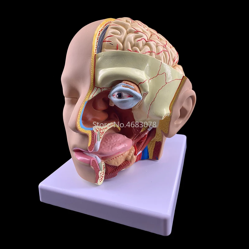 Что находится внутри черепа Beyin modeli kafa kafatası ile 4 parça insan kafası anatomik Model beyin serebra