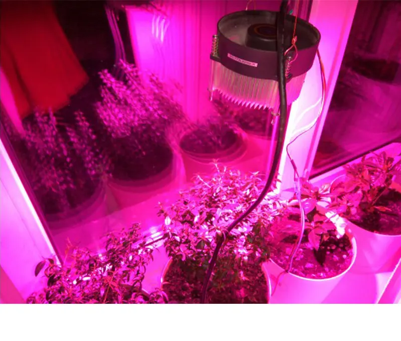 5 шт. светодиодный COB Чип для выращивания светодиодный светильник полный спектр Вход 220V 240V мощностью 10 Вт, 20 Вт, 30 Вт, 50 Вт, ручная сборка для комнатных растений рост рассады и с цветочным узором