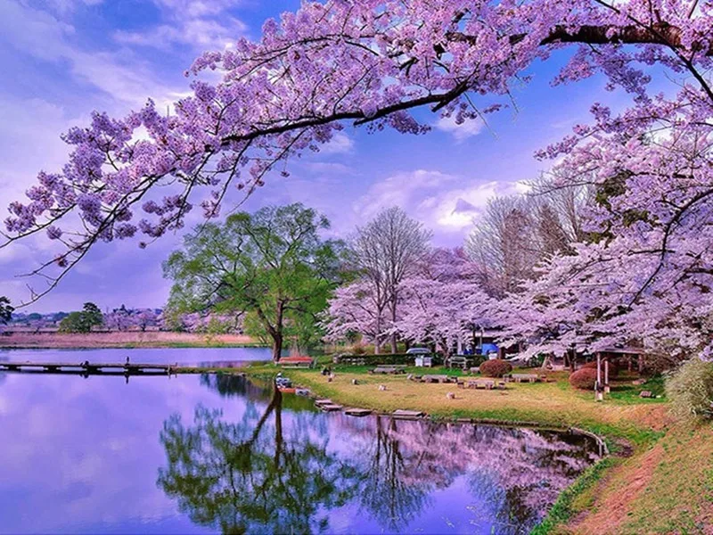 D-SH-Romantic-Sakura-Trees-Diamond-Embroidery-Scenery-5D-Diamond-Painting-Cross-Stitch-Diamond-Mosaic-Needlework.jpg_640x640 (1)