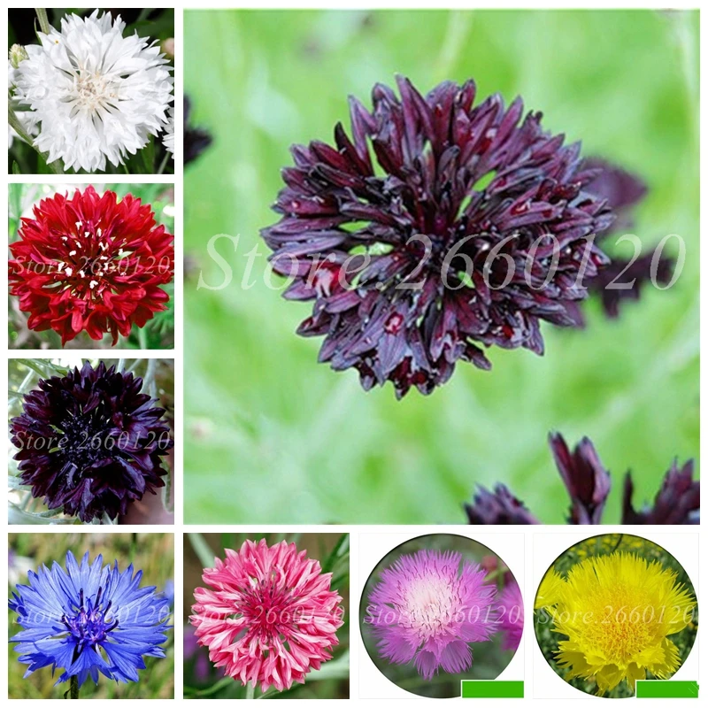 

Big Promotion ! Heirloom Cornflower Bonsai Balcony Patio Garden Flowers Potted Plant for Flower Pot Planters 100 Pcs/ Bag