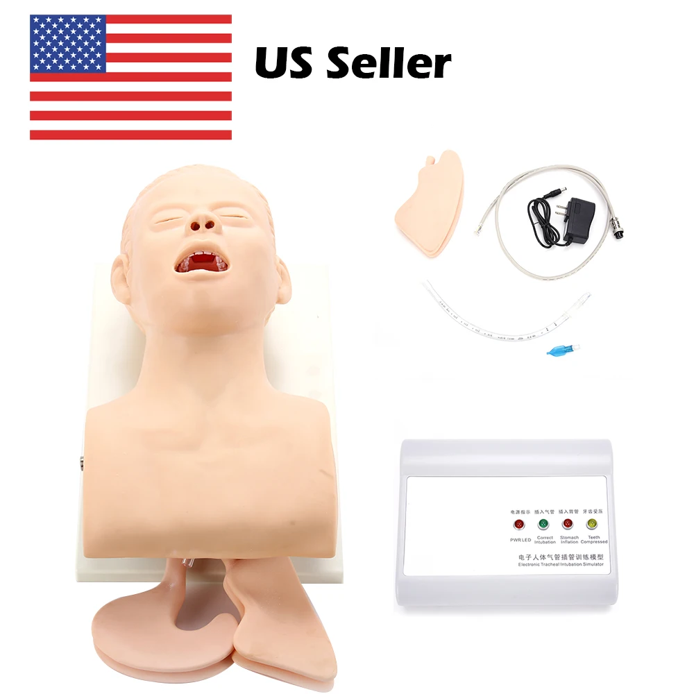 

Training Model Adult Intubation Head Model with Alarm Device Intubation Manikin Study Model Electronic Adult Trachea Intubation