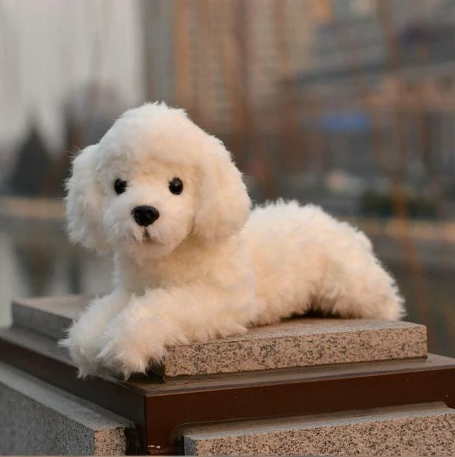 real life teddy dog