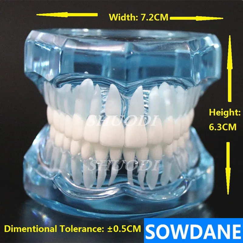 1 шт. Стоматологическая стандартная модель зуба Ортодонтическая модель для связи пациента стоматологическая клиника