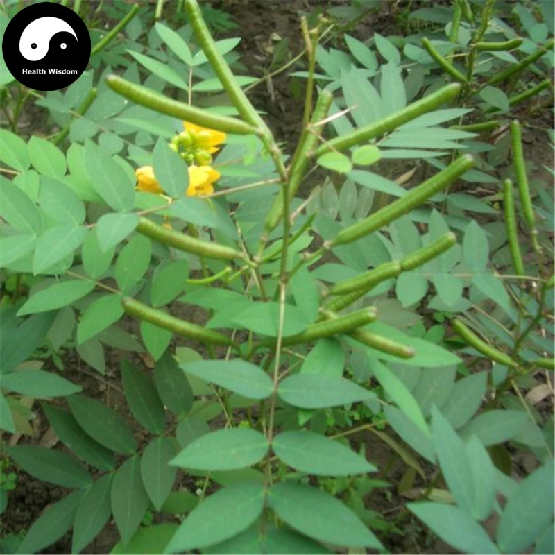 Buy Cassia Occidentalis Semente 200pcs Plant Herba Coffee Senna For