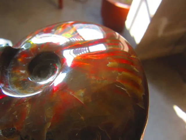 Special Offers 832g(1.83 lb) Iridescent Ammonite Ammolite Specimen Fossil Madagascar BFB925