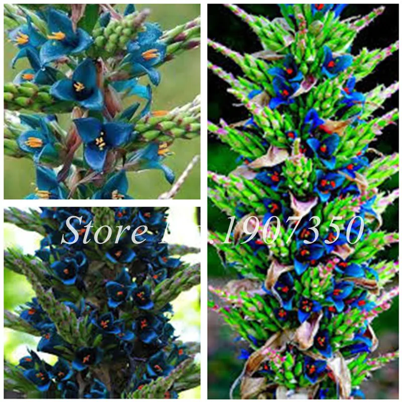 

100 Pcs/Bag Cymbidium Bonsai Orchid Cymbidium Plant Bonsai Flower Bonsai Natural Growth DIY Plant For Home Garden