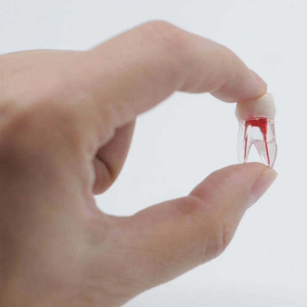 

Dentistry Resin Endodontic Model With Colored Root Canal & Pulp For Operation