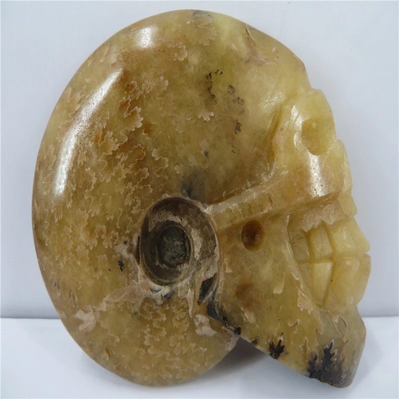 NATURAL Conch fossil Crystal carved skull HEALING T460