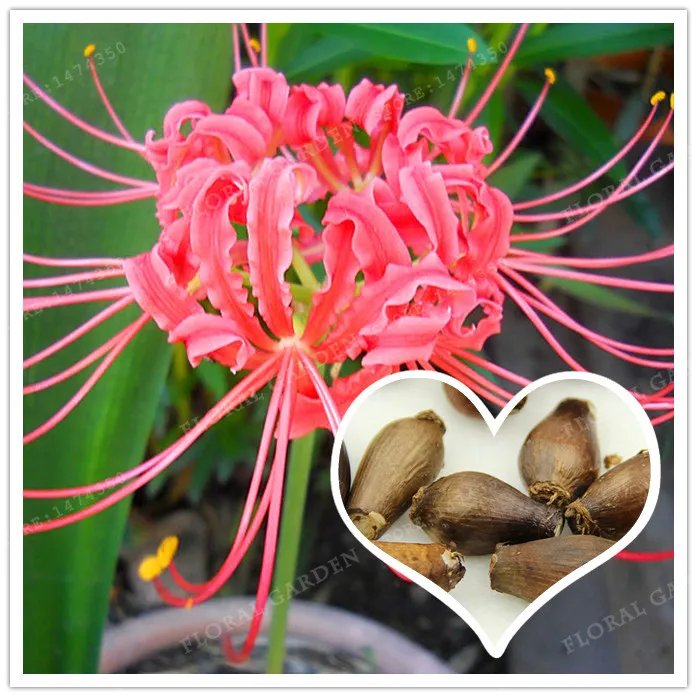 

Rare Pink Lycoris Radiata Bulbs Bonsai Potted Plants Planting Seasons Indoor Bonsai Plant For Home Garden-2 Bulbs