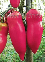 100pcs / tomato seeds, rare vegetables, heirloom organic vegetables. Ukraine pink tomatoes. free delivery