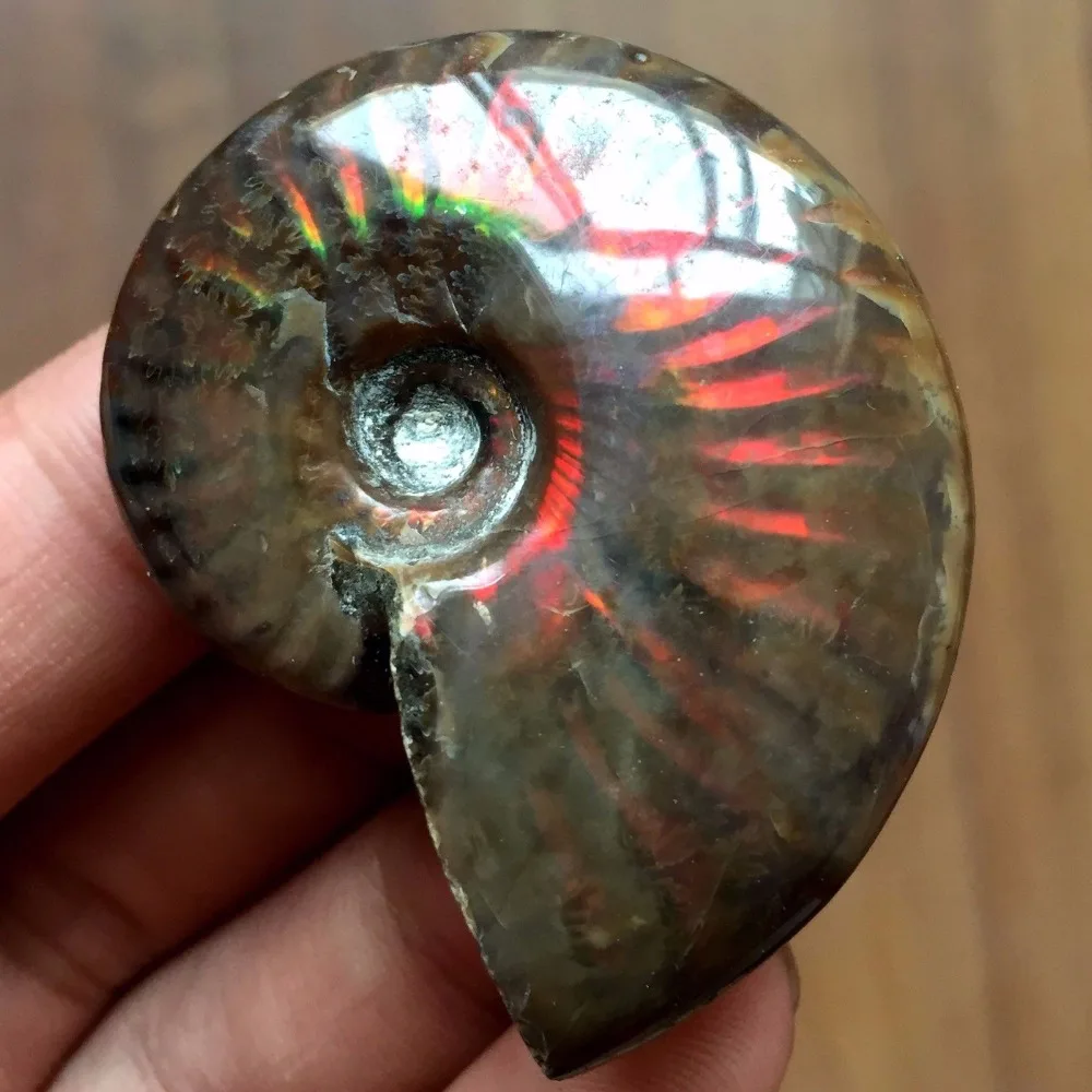 Ammonite Fossil (1)
