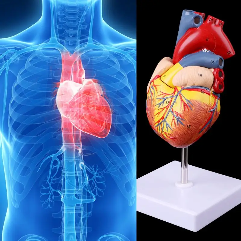 Разобранная анатомическая модель сердца человека анатомия медицинский обучающий инструмент