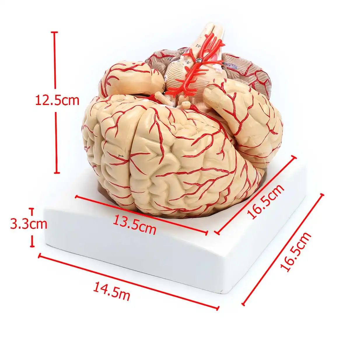 1:1 модель человеческого мозга в натуральную величину с артериями анатомический медицинский орган, анатомия школьная модель образовательная медицинская наука обучение