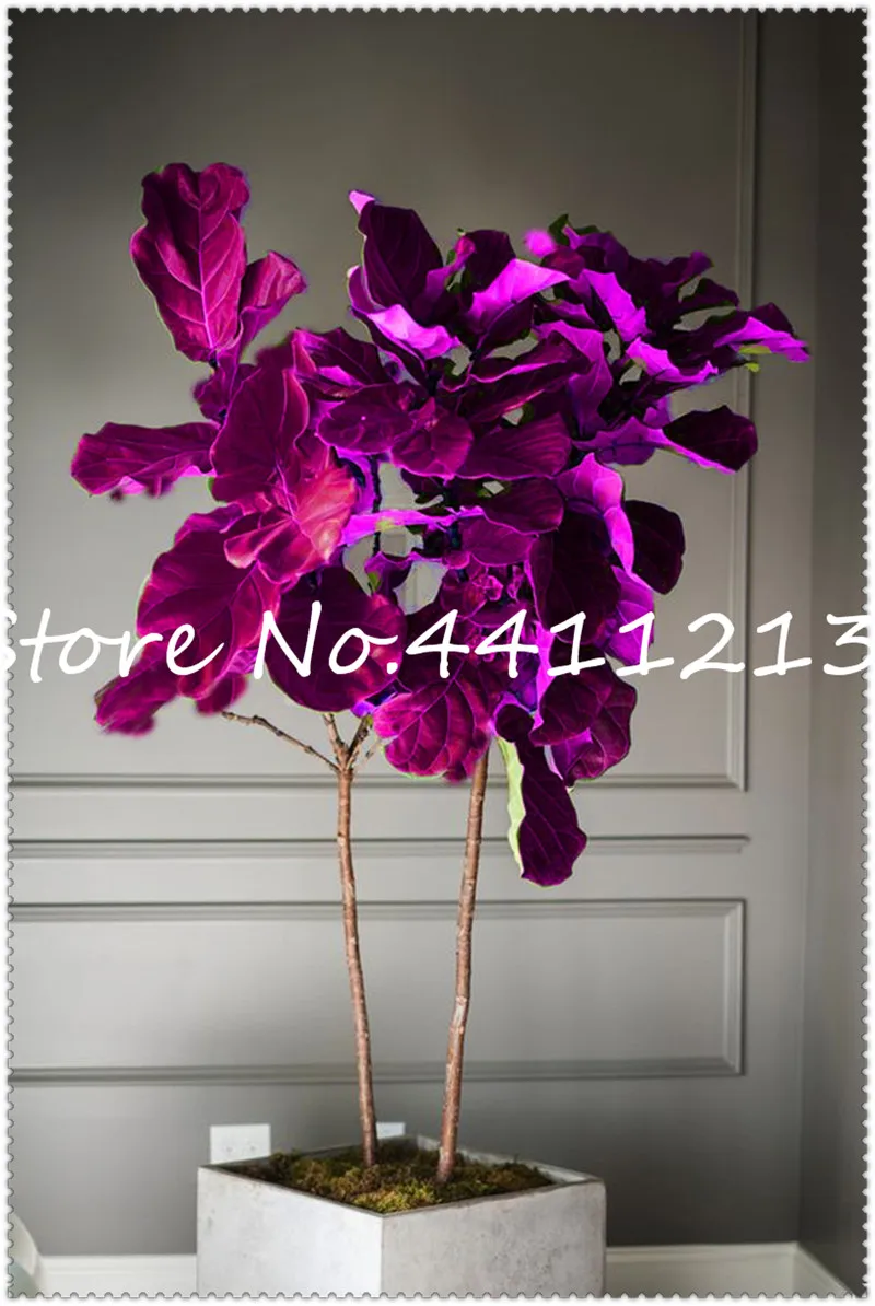 

20Pcs/Bag Chinese Ficus Benjamina plant Flowers Potted plant Variety Complete The Budding Rate 95% Exotic Bonsai For Home Garden