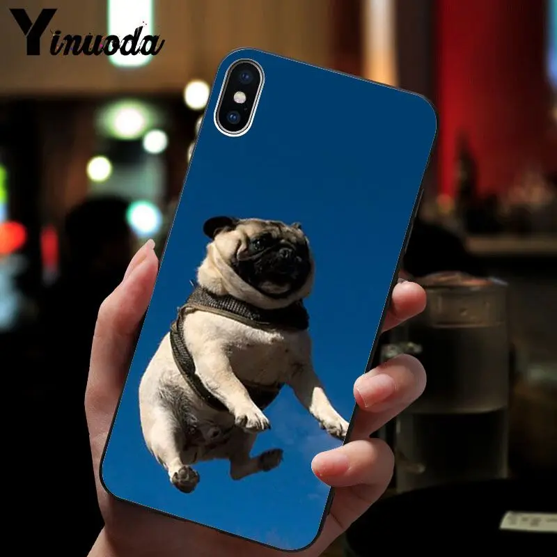 Cute pug dog