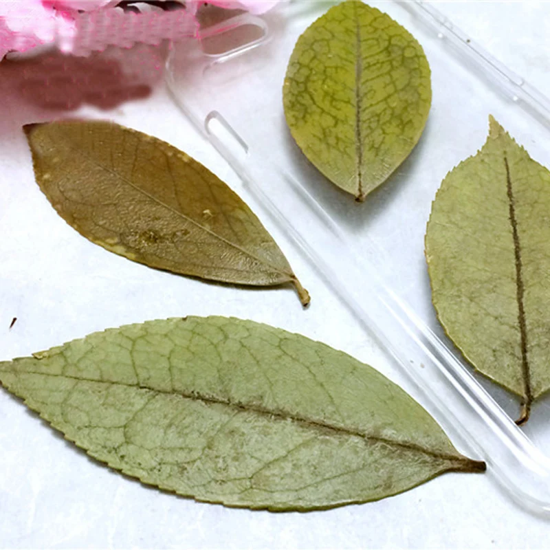 10 Pcs Blueberry Leaves Natural Dried Leaf shaped Specimen Green And Red DIY Manual Press Flower