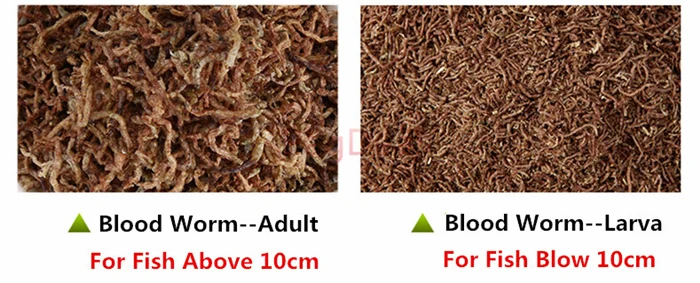 red blood warm08