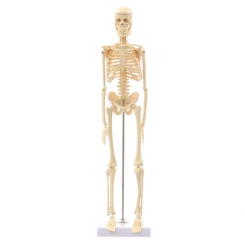 

NEW Mini Detachable Human Skeleton Bone Model Removable Arms Legs w Metal Stand Anatomical Model Medical Teaching