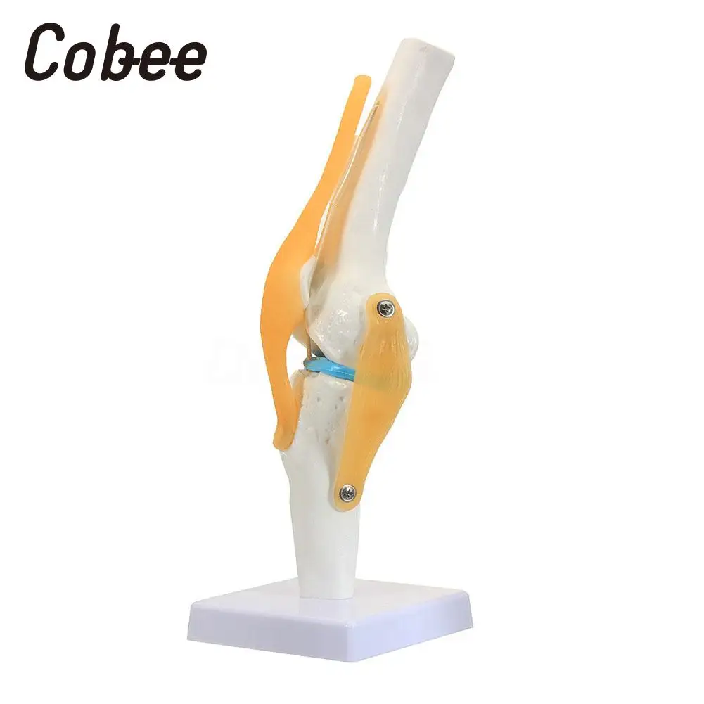 Medical Human Knee Joint Model Skeleton Anatomy Model PVC Manual Specialized Reference Visual Base School Science Study Tools