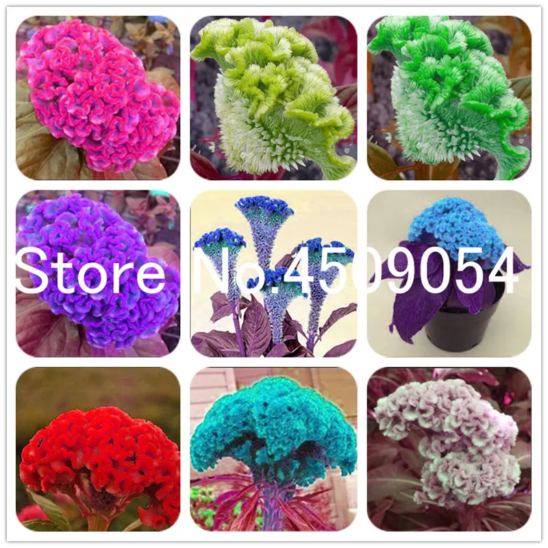 

100 Pcs Dwarf Plumed Cockscomb Bonsai Rare Flamingo Cockscomb Celosia Spicata Cristata Bonsai Seedsplants, DIY Home Garden decor