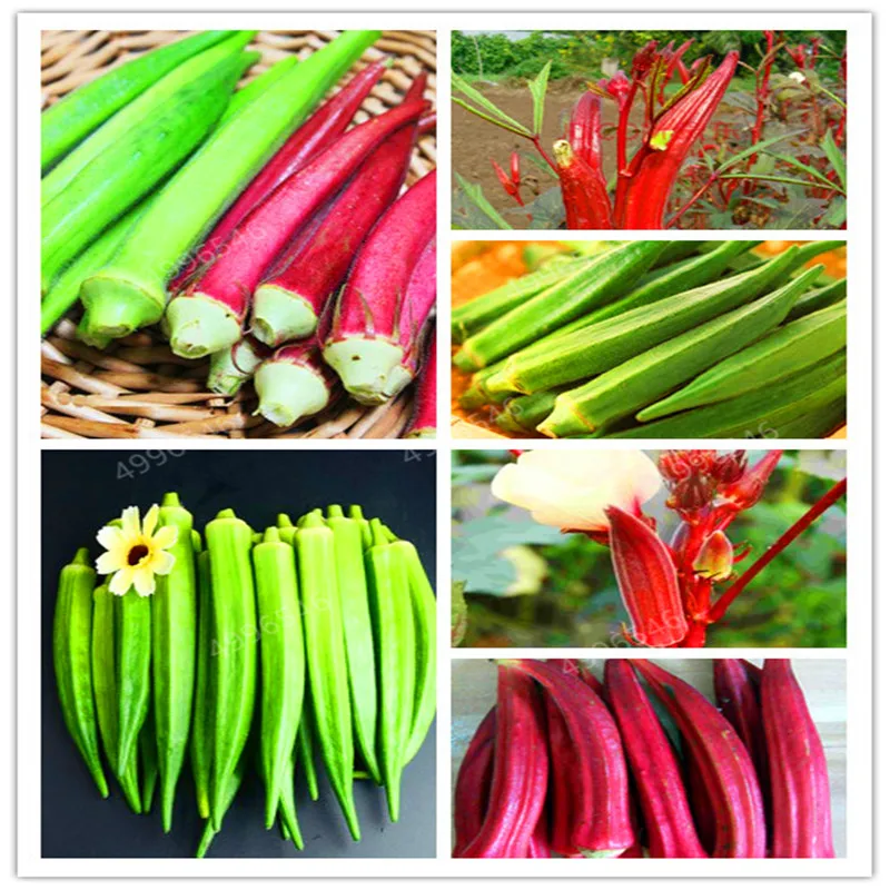 

100Pcs Potted Spring Sowing bonsai Terrace Vegetables View Fruit Plant Okra Kidney bonsai Claw Vegetables Free shipping