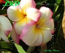 7-15inch Rooted Plumeria Plant Thailand Rare Real Frangipani Plants no94-george-town-lghtpink