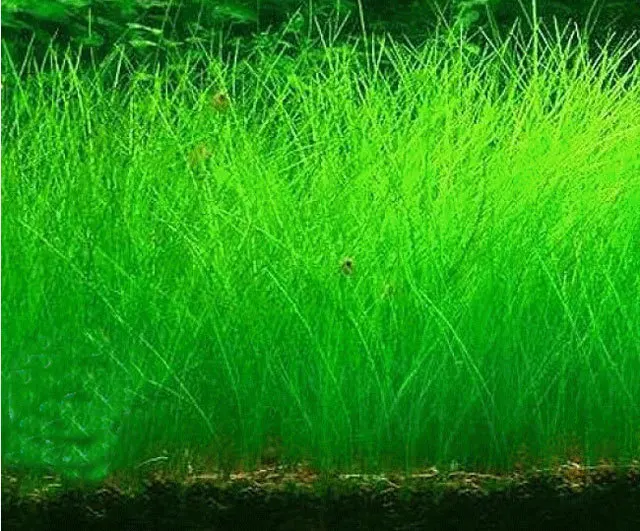 300seeds/bag Aquarium Grass Seeds Water Aquatic Plant Seeds Easy to grow for choosein Bonsai