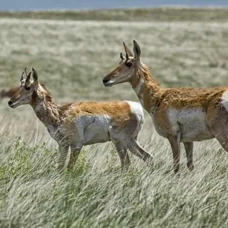 Pronghorn antelope in badlands national park; south dakota usa Poster Print (44 x 20)
