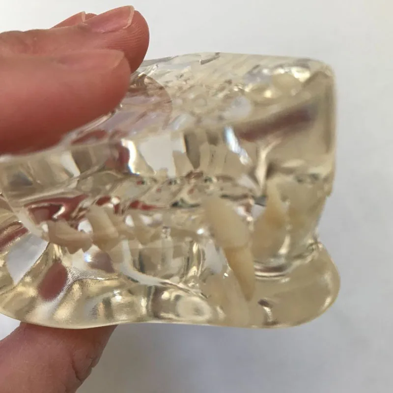 

Transparent resin feline teeth model cat teeth model cat dentition model