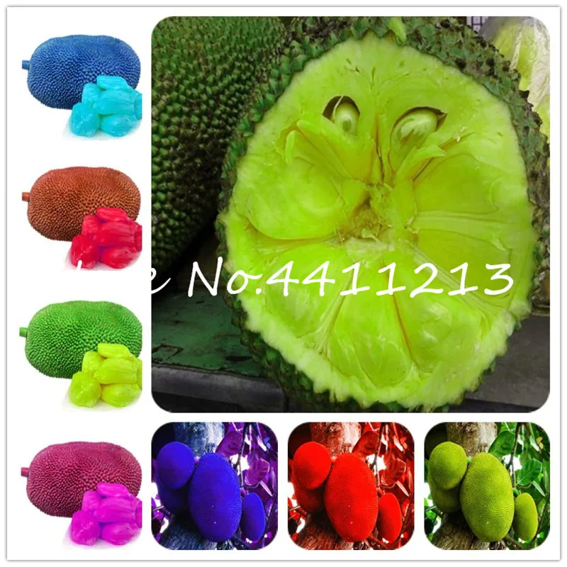 2 pcs Japan Fresh Jackfruit plants Giant Trees Miracle Fruit bonsai Pot