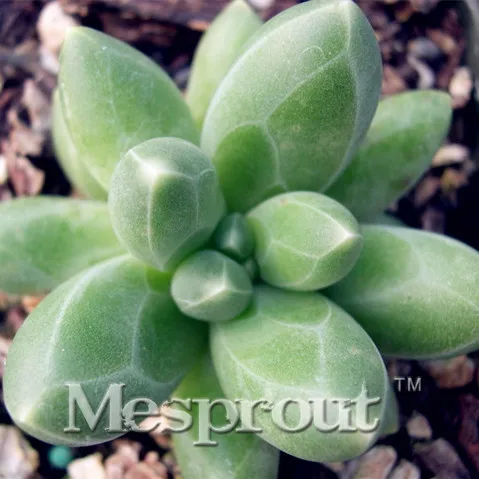 

Lotus 100pcs/bag Succulents Bonsai cactus hybrid bonsai Mixture Of Cactus Bonsai bonsai DIY home garden